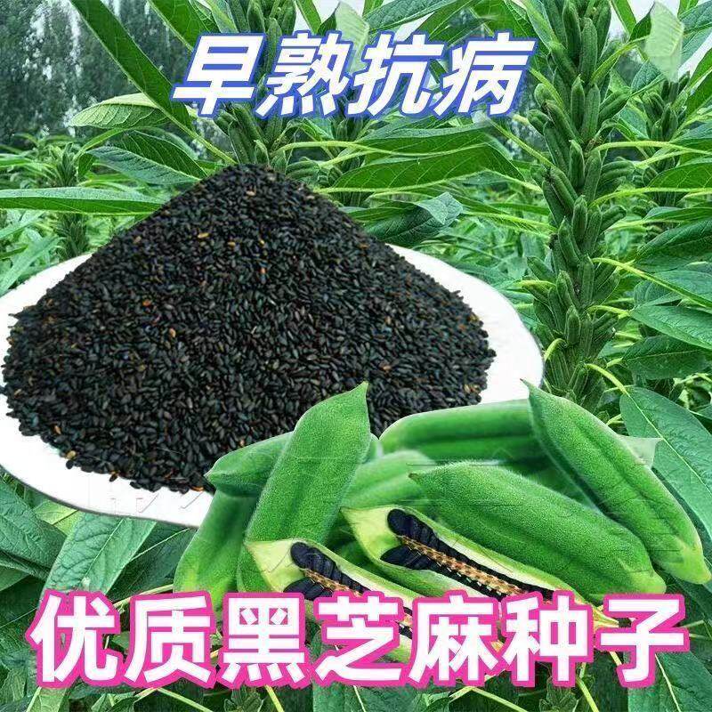 黑芝麻种子农科院养生黑芝麻优质非转基因春秋五谷杂粮黑芝麻种子