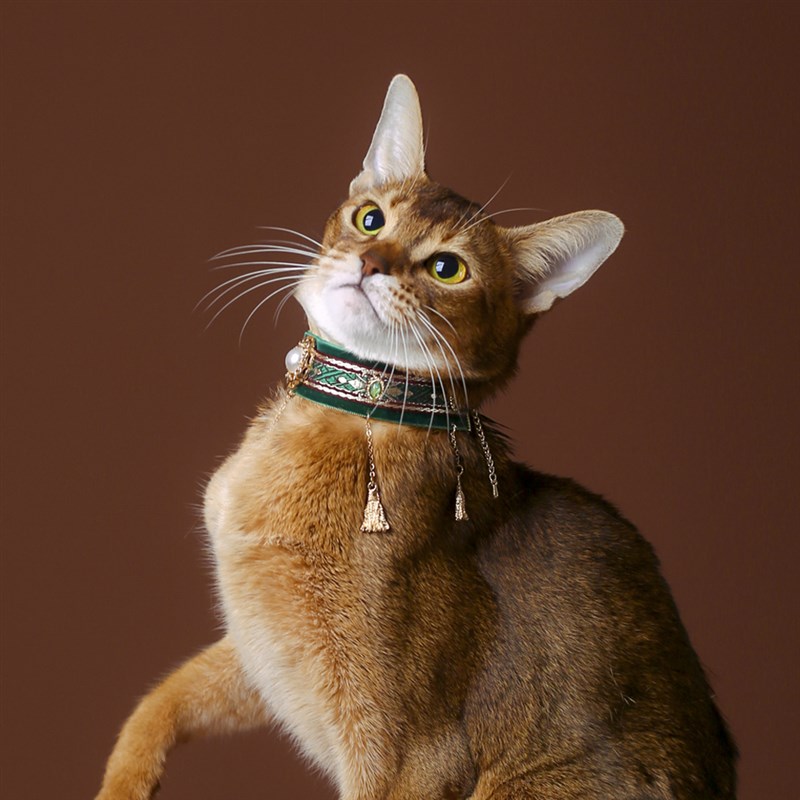 猫咪狗狗项圈小型犬宠物项链流苏B颈圈皮质脖圈饰品可爱猫咪用品