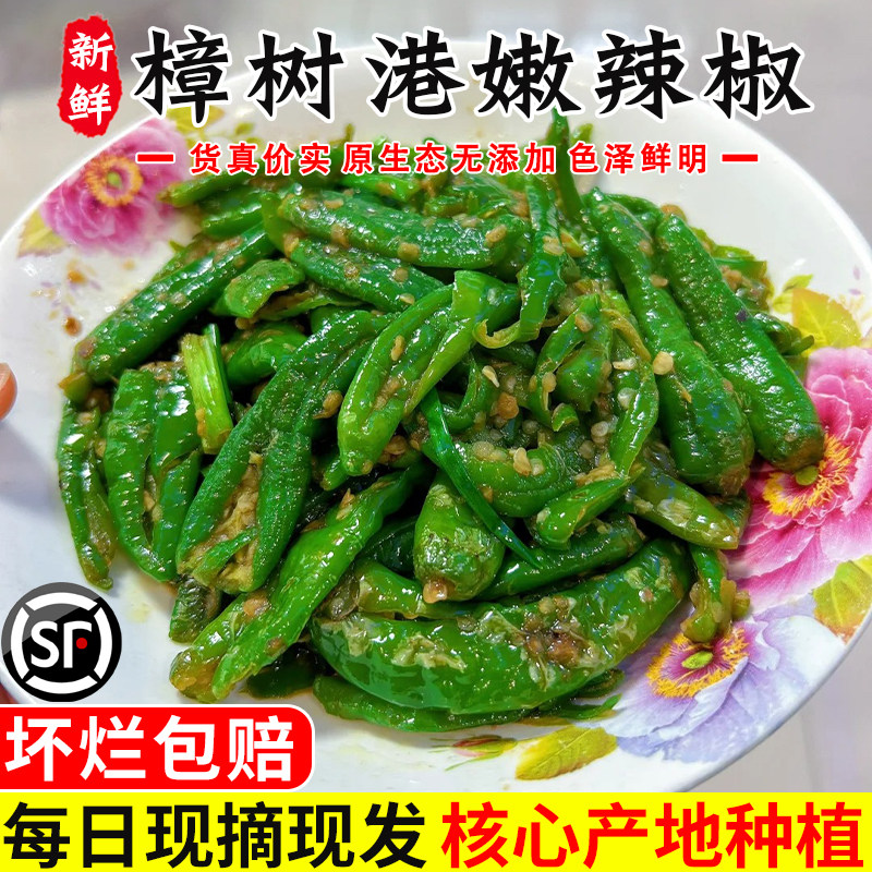 【特级】农家樟树新鲜现摘辣椒湖南岳阳产地直发港青椒下饭菜顺丰