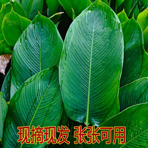 粽子叶广西粽叶新鲜大叶裹蒸粽叶过年包粽子的叶子过节用冬叶柊叶