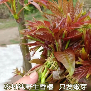 深山香椿芽纯野生新鲜头茬红香椿春天的野菜现摘现发嫩椿芽头精装