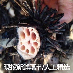 农村现挖藕节药藕结巴老藕节带须藕节新鲜中草莲藕节莲藕结精选装