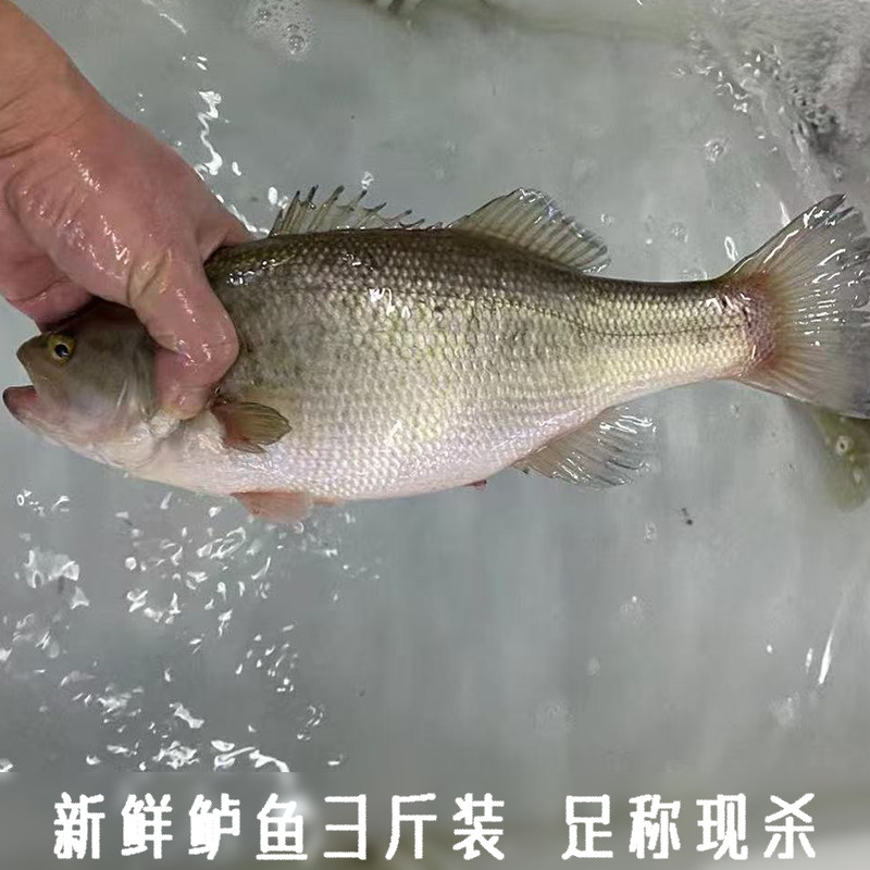 正宗淡水新鲜鲈鱼活鱼足称现杀大口黑鲈鱼鲈鱼清蒸鲈鱼红烧鱼鲈鱼