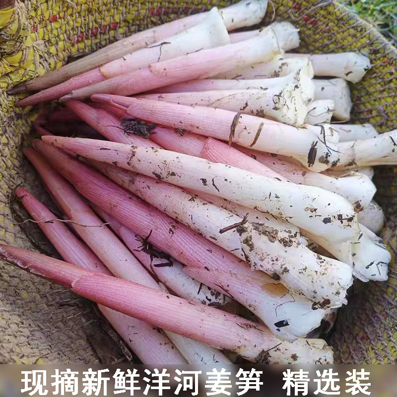 野生阳荷姜笋农村现摘新鲜紫皮莲花姜网红蔬菜洋河笋新鲜嫩洋荷尖