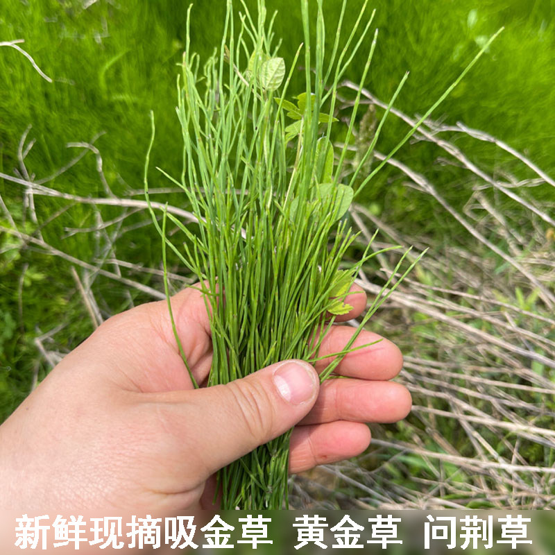 新鲜问荆草吸金草黄金草农村现摘