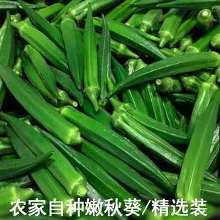 农家露天秋葵脆嫩爽口湖新鲜秋葵精选装可炒鲜嫩黄秋葵可生吃秋葵