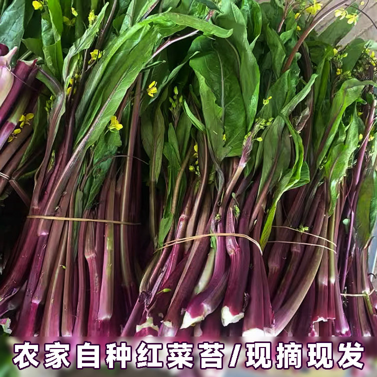 湖北特产农家新鲜洪山绿色红菜苔