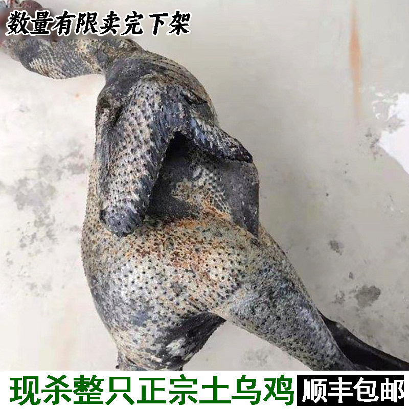 纯粮食草料喂养土鸡白凤乌鸡新鲜现杀整只土乌骨鸡农家散养五黑鸡