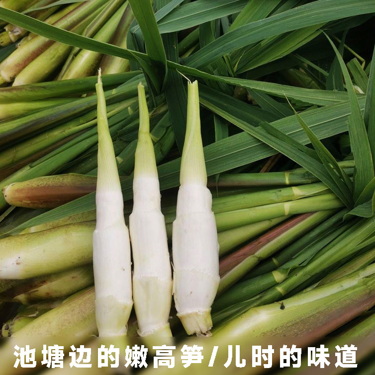 农家现采嫩茭白笋时令新鲜蔬菜茭白去皮高笋鲜嫩高山蔬菜河边水笋