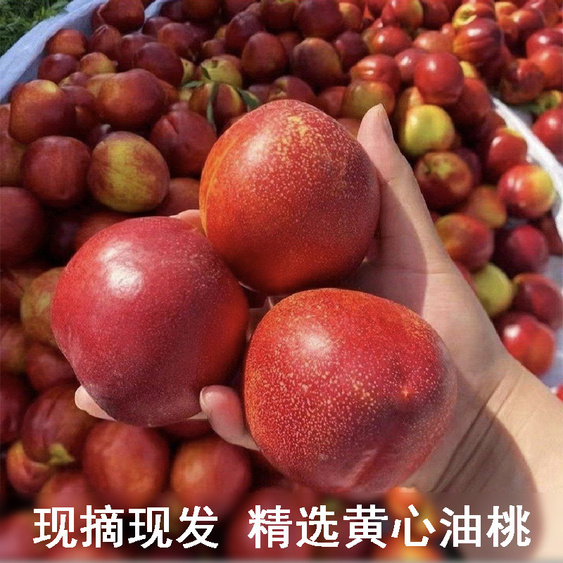 现摘黄心大油桃新鲜水果应季黄肉桃子农户自种香甜爆汁人工精油桃