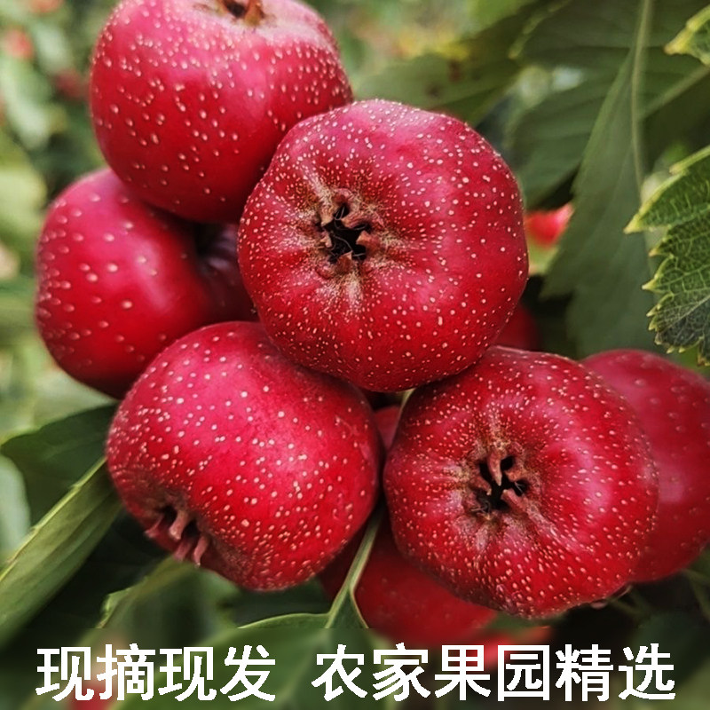 现摘新鲜山楂果新鲜山楂当季水果山里红铁山楂冰糖葫芦山楂山楂球