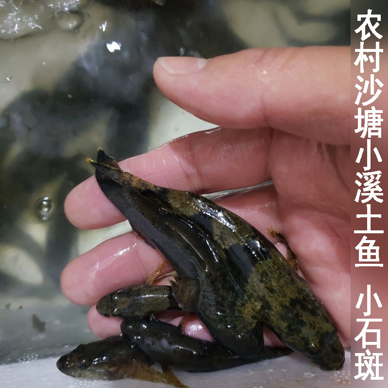 深山小溪小石斑鱼新鲜现杀土布鱼沙塘鳢虎头鲨木奶奶土憨巴呆子鱼