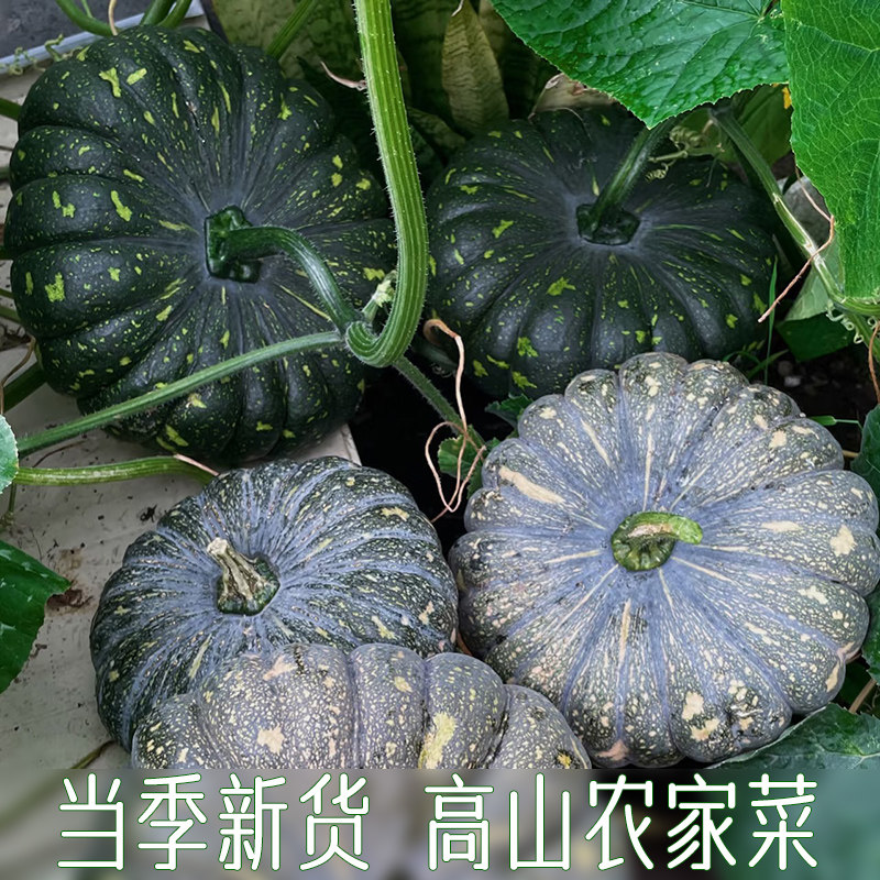 新鲜农家自种南瓜当季蔬菜露天本地老品种粉面青皮圆瓜盘龙花南瓜