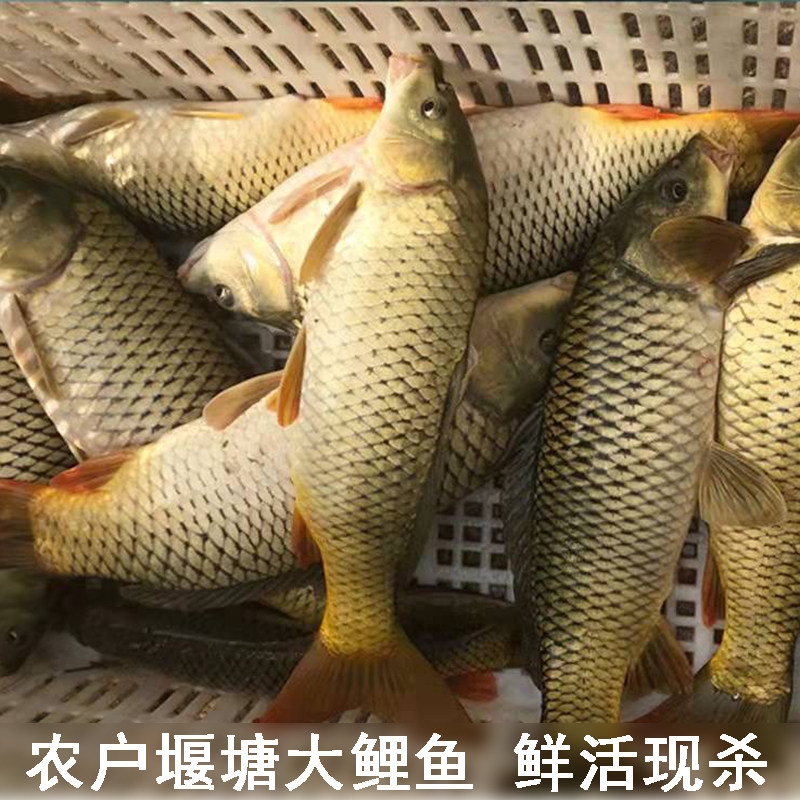 农户堰塘大鲤鱼新鲜四鼻鲤活鱼现杀淡水鱼精选大花鱼水煮鱼烧烤鱼