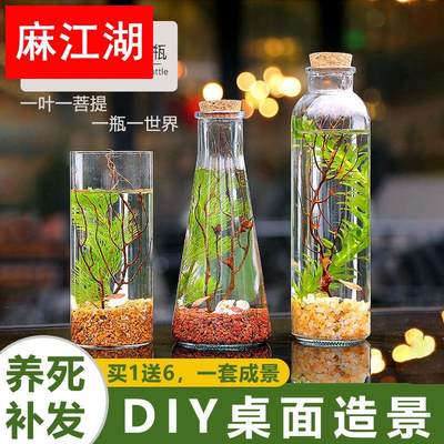 免打理桌面生态瓶自循环微景观DIY材料植物小生态瓶养鱼斗鱼K905