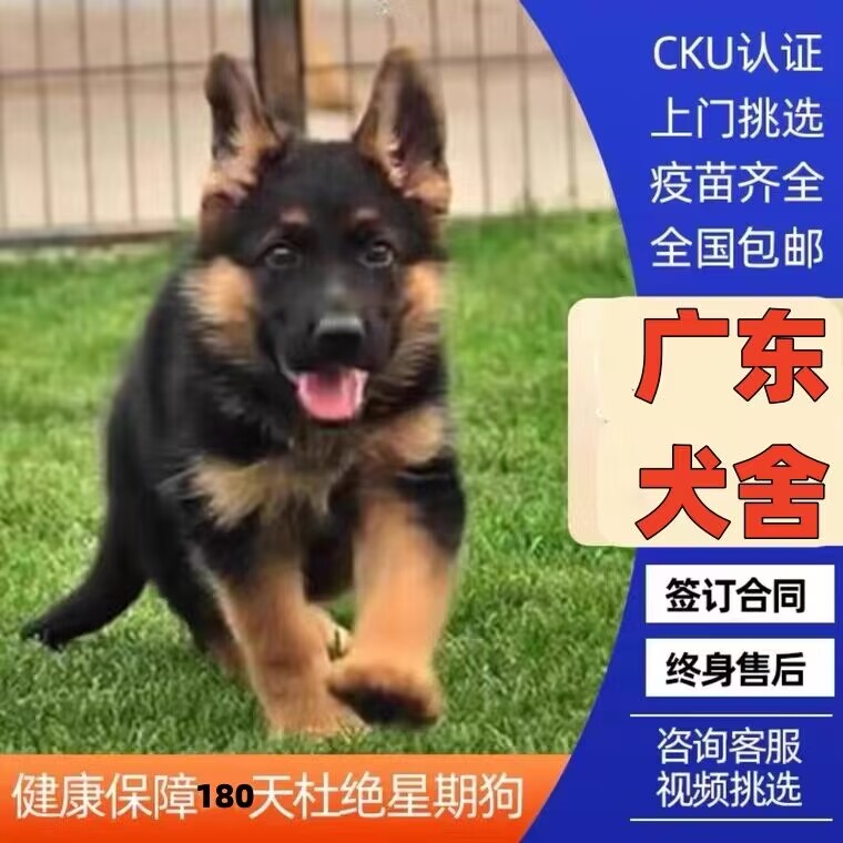 【东莞犬舍】纯种德牧幼犬黑背德国牧羊犬大型狼狗活体宠物狗狗 宠物/宠物食品及用品 狗狗 原图主图