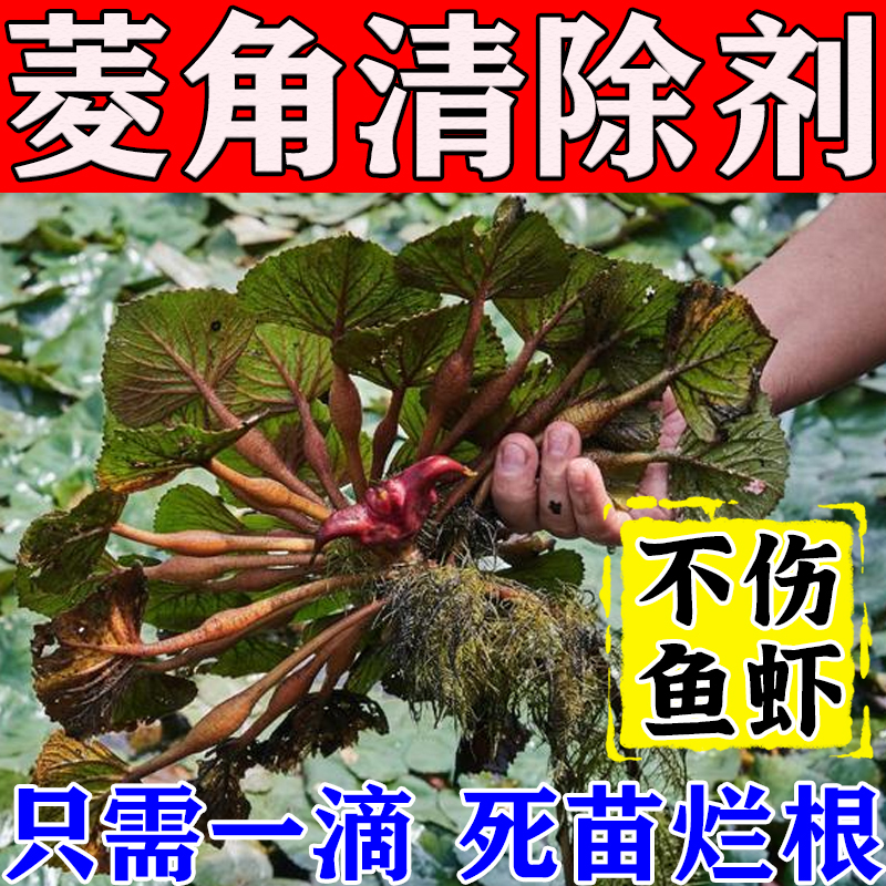 菱角清除剂浮萍一扫光鱼塘除草烂根专用药不伤鱼虾鱼池除藻去苔剂