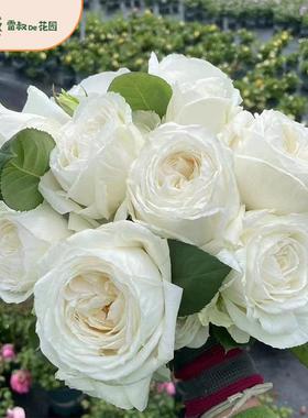 雷叔的花园伊芙婚礼之路切花月季纯洁玫瑰花苗盆栽阳台庭院观花