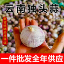 正宗云南紫皮独头蒜干蒜新晾晒新鲜大蒜2025独蒜大蒜头批发整箱