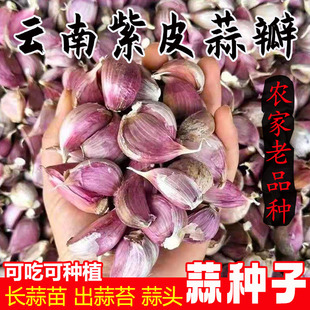 云南正宗紫皮大蒜2026新蒜干大蒜种子农家老品种紫皮蒜红皮大蒜头