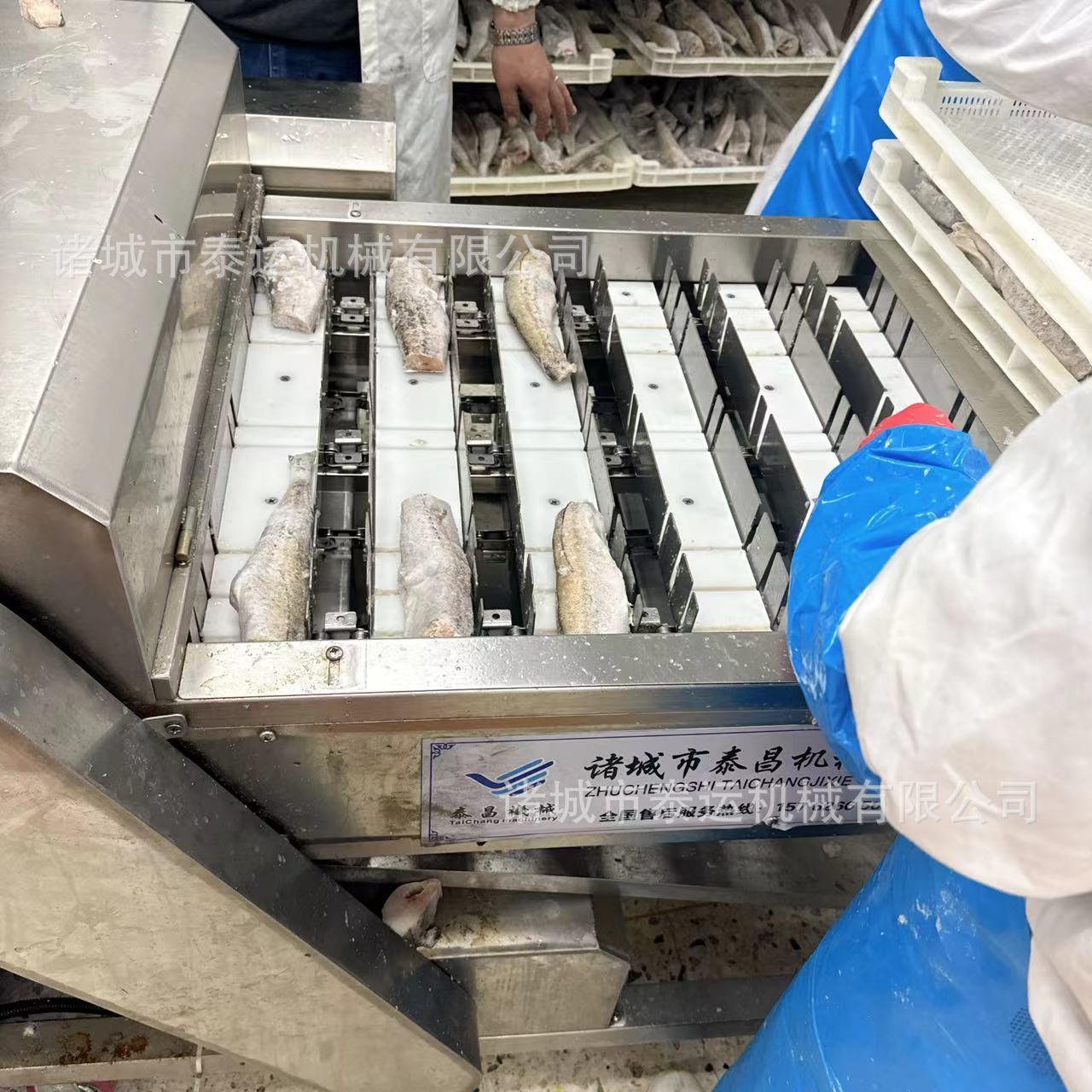 冻带鱼鱼切段机备商用全自设动鲢鱼梭HKZ鱼切段机冰冻鱿爪切微段