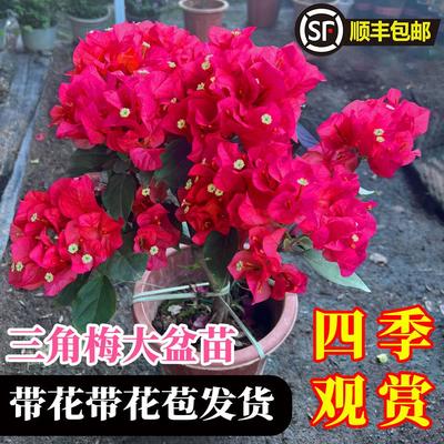 三角梅花卉绿植盆栽植物室内室外中国红老桩好养易活阳台四季开花
