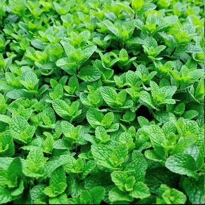 新鲜薄荷叶可火锅食用泡水