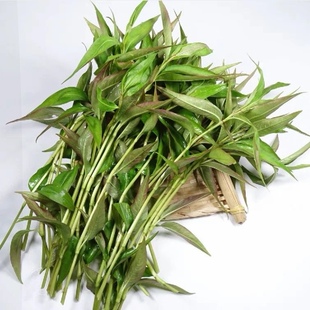 云南德宏新鲜香料山茅野菜香柳拉莎香辣柳傣味泰国凉拌撒撇作料