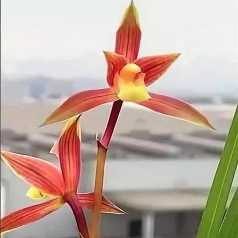 开花浓香兰花苗送春【七彩红素】漂亮秋芝室内外绿植花卉大全