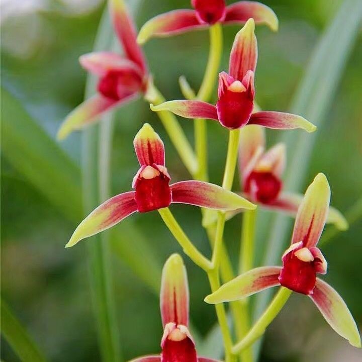 兰花苗建兰色花【国魂进化艺】中透丝缟花艺双全花卉绿植盆栽