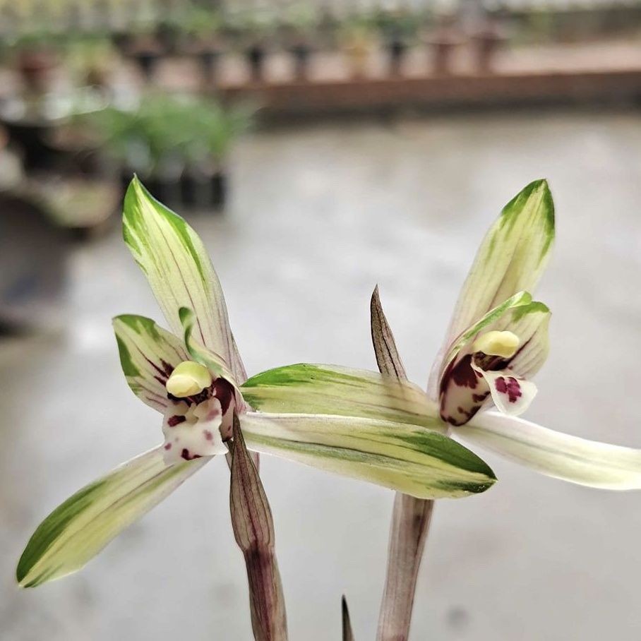 兰花苗春兰中透【芙蓉霓裳彩虹】花艺双全绿植花卉室内外盆栽