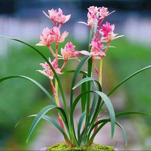 即将上花矮种兰花苗【红蝉牡丹】浓香型奇花好养室内盆栽花卉大全