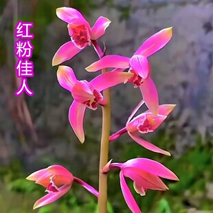 带花苞新品蕙兰色花【红粉佳人】浓香型兰花苗室内外花卉大全盆栽
