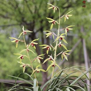 带花苞兰花苗铭品蕙兰【碧血丹心】室内阳台盆栽绿植花卉大全好养