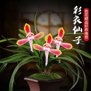 兰花带花苞矮种浓香型新品盆栽【彩衣仙子】室内铭品阳台花卉大全