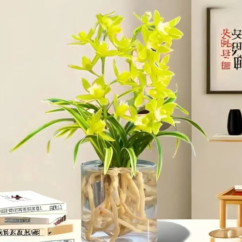 建兰盆栽带金边矮种水培兰花苗【黄金仙子】室内外花卉阳台绿植物