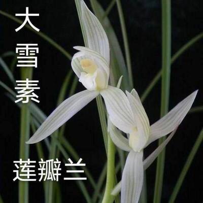 带花苞莲瓣兰盆栽细叶新品【大雪素】兰花苗绿植室内外花卉
