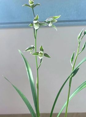 7月到12月带花苞浓香型细叶兰花【端妍】室内花外卉好养铭品阳台