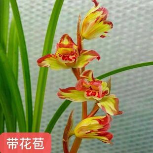 带花苞十大名贵品种兰花苗【蝶恋】新品浓香型室内外花卉大全盆栽