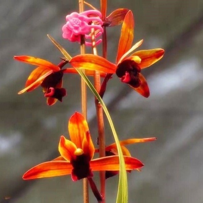 带花苞惠兰复花红花新品兰花苗【传奇】室内外绿植物阳台花卉