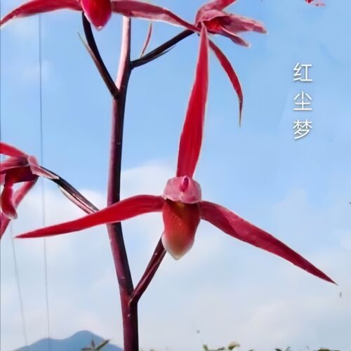 带花苞寒兰新品细叶兰花苗【红尘梦】室内外办公室懒人绿植盆栽花