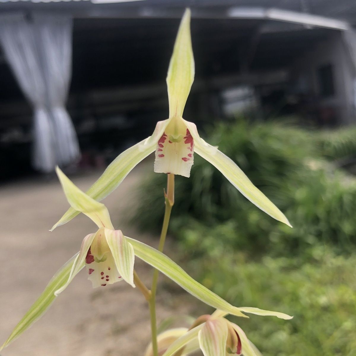 兰花苗出艺【花艺】细叶寒兰室内外绿植花卉高档兰花大全好养活
