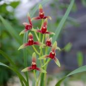 国魂 11月带花苞兰花建兰 浓香型花卉色花盆栽基地直发花卉