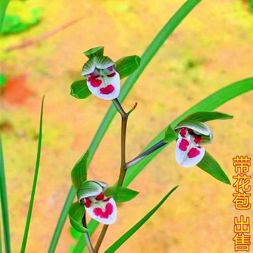 带花苞兰花苗细叶寒兰【笑燕】新品阳台绿植物室内外盆栽好养花卉,鲜花速递/花卉仿真/绿植园艺,国兰/杂交兰/洋兰类,淘宝优惠券,粉丝福利购,淘宝优惠卷