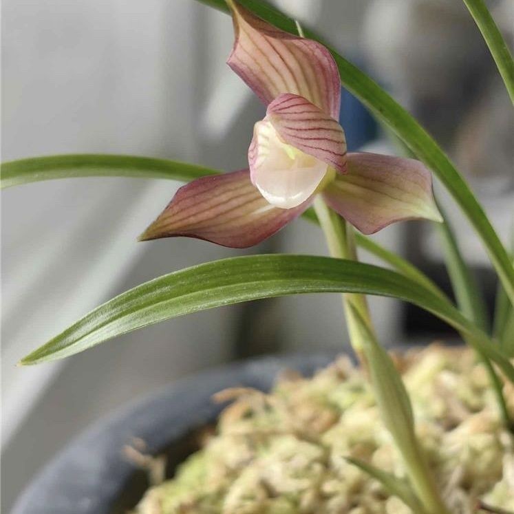 带花苞彩素春兰浓香型花卉大全【人面桃花】兰花苗好养活室内盆栽