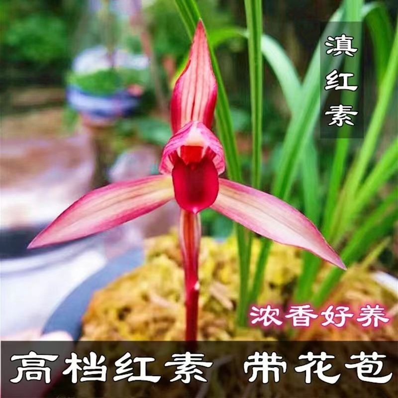 滇红素春兰大全名品名贵兰花苗