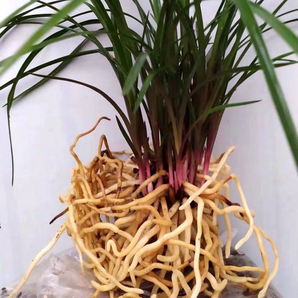 蕙兰红香妃兰花苗浓香型红草花卉室内好养易活盆栽绿植花卉大全