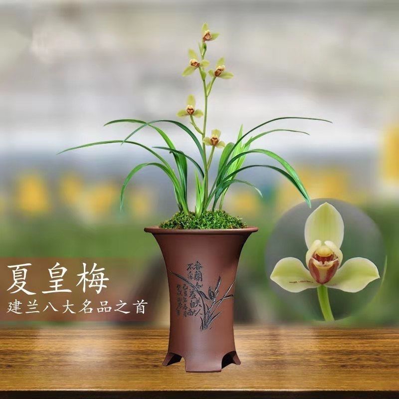 带花苞基地直发高档原生种【夏皇梅】浓香型室内盆栽花卉大全