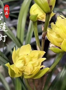 带花苞兰花春剑铭品【宝莲灯】黄色多瓣奇花阳台室内室外盆栽