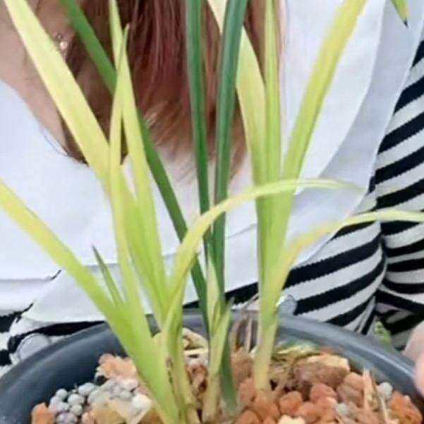 先明艺兰花苗【云南兰花】室内外阳台兰花大全红花叶艺兰草浓香型